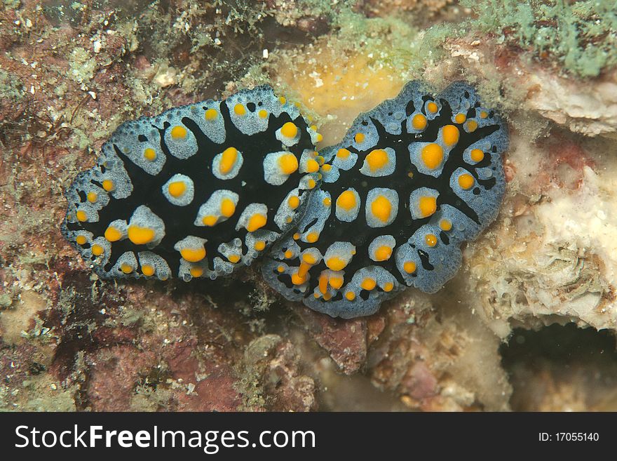 Twos beautiful yellow spotted nudibranch
