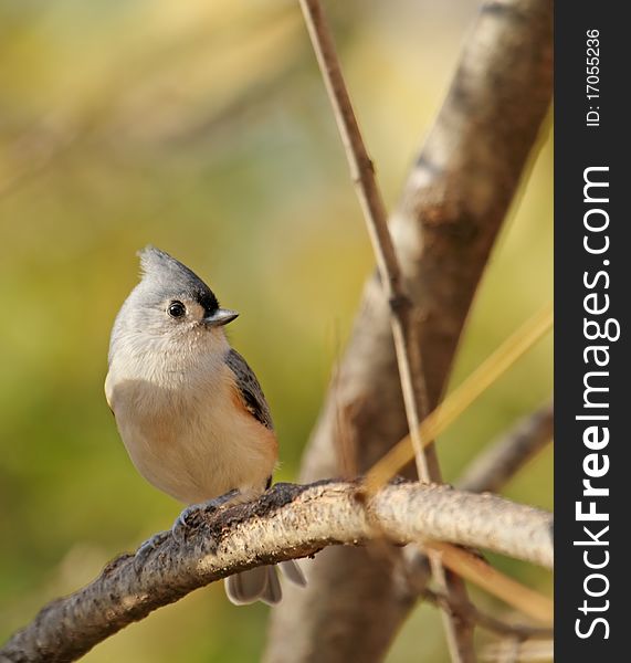 Tufted titmouse, Baeolophus bicolor, perched on a tree branch