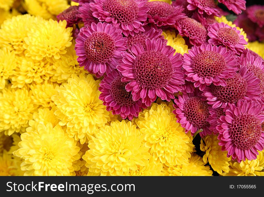 Group of bright chrysanthemum flowers as background. Group of bright chrysanthemum flowers as background