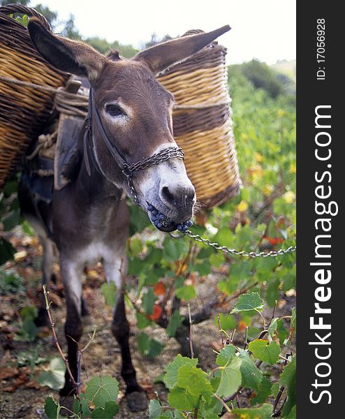 Donkey packed with two baskets eating grapes. Donkey packed with two baskets eating grapes.