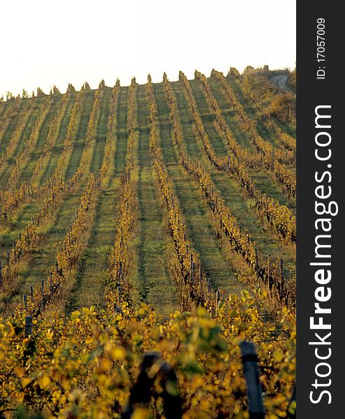 Vine rows in rumainia in the sunset. Vine rows in rumainia in the sunset