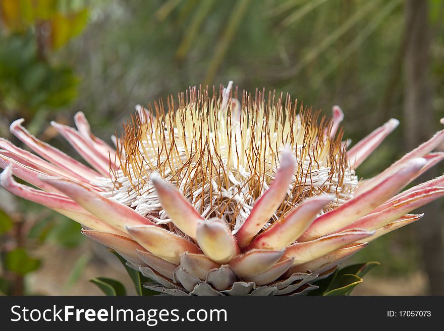 Closeup of a flower in south africa.