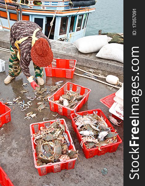 Fresh crabs from fishery boat at port