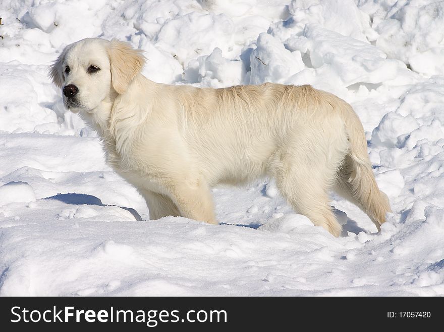 Golden retriever puppy in the snow