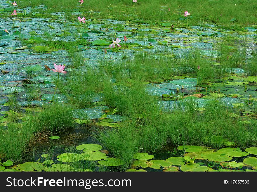 A beautiful pond with a fresh green leaves and pink lotus flowers. A beautiful pond with a fresh green leaves and pink lotus flowers.