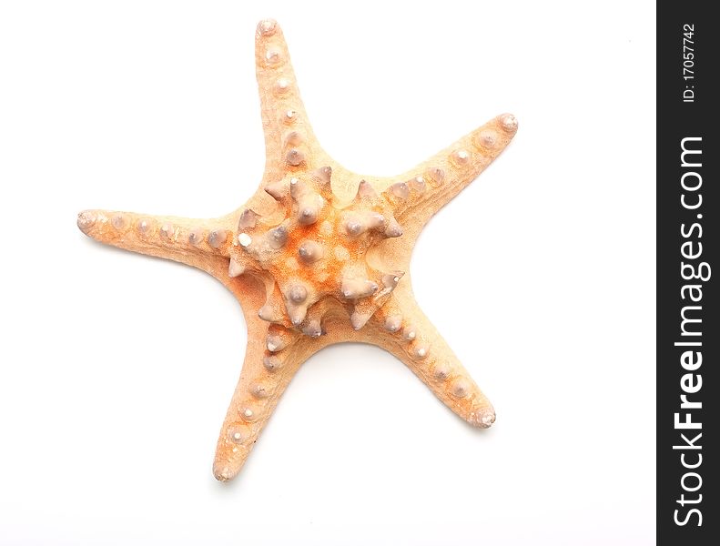 Sea starfish on white background