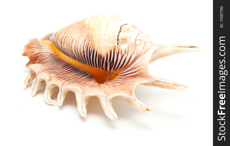 Beautiful seashell on white background