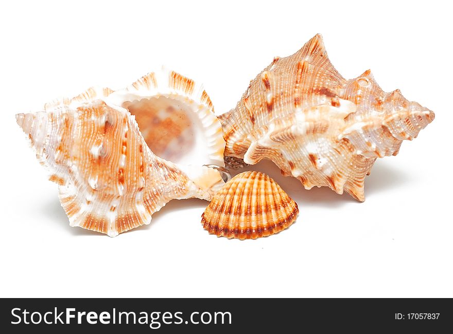 Beautiful seashells on white background. Beautiful seashells on white background