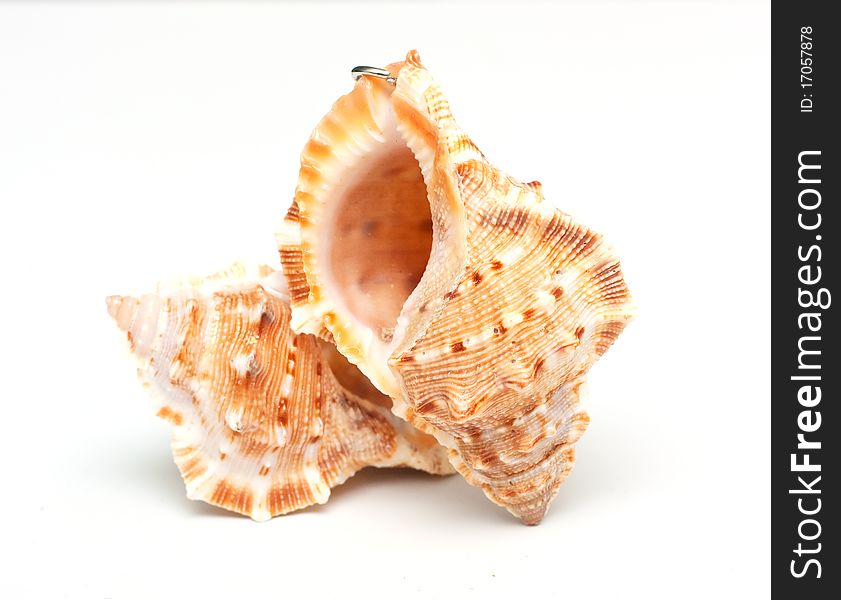 Beautiful seashells on white background. Beautiful seashells on white background