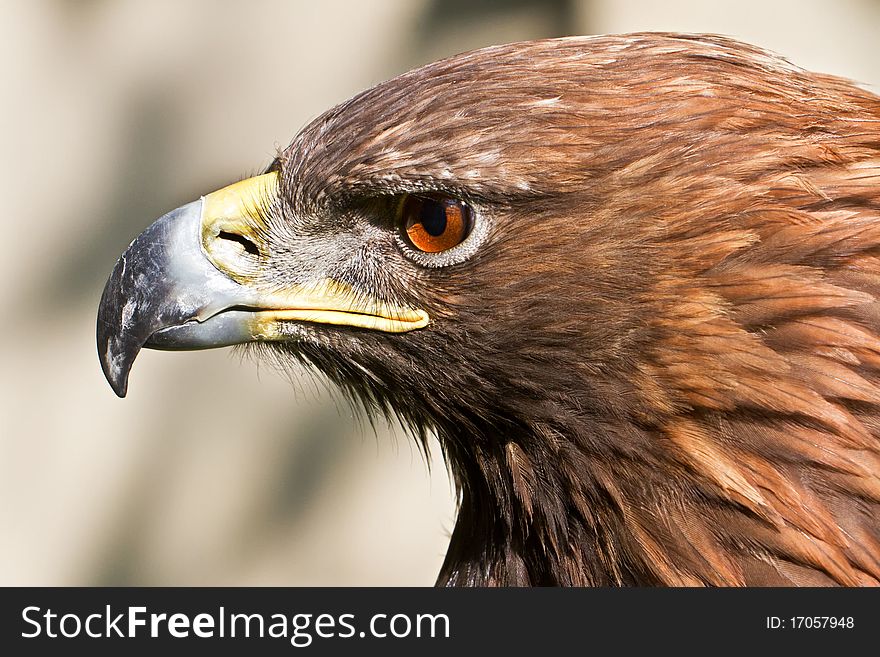 Profile head golden eagle close up