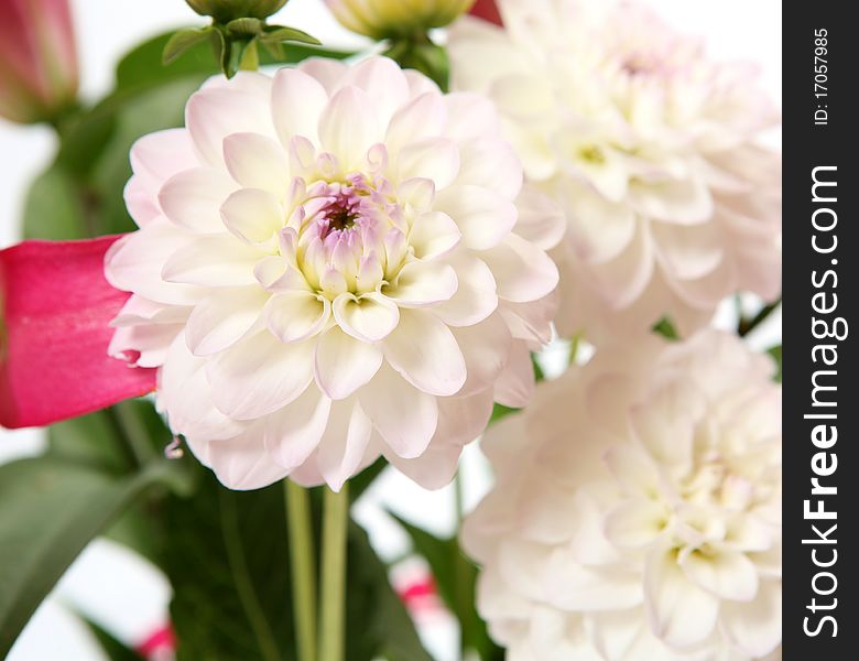 Fine flowers on a white background