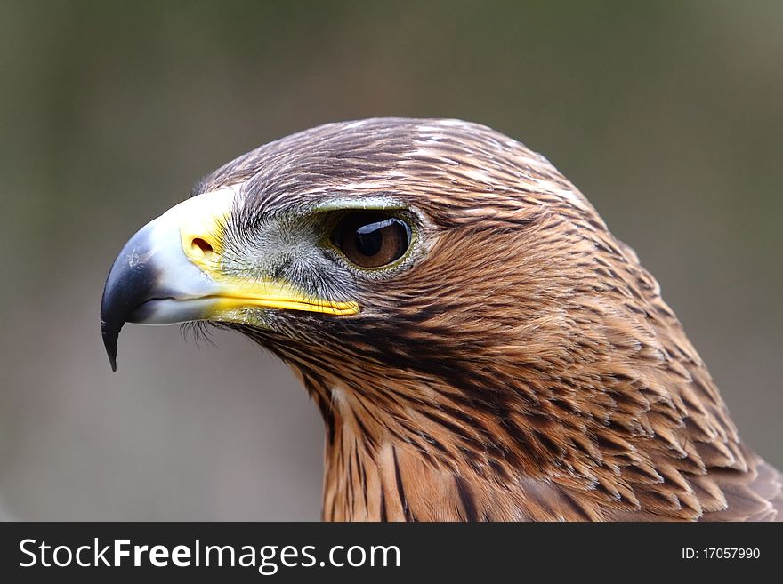 Head of the bird of prey from close. Head of the bird of prey from close