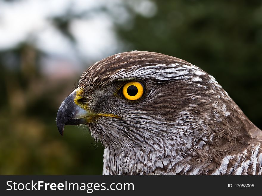 Head of a young hawk from close. Head of a young hawk from close