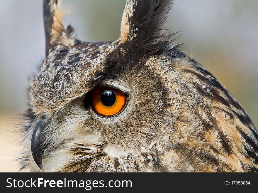 Owl - head portrait close-up. Owl - head portrait close-up