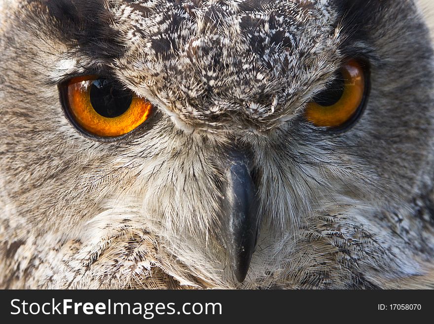 Face of the eagle owl very close. Face of the eagle owl very close