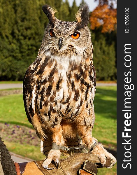 Eagle owl sitting on hands