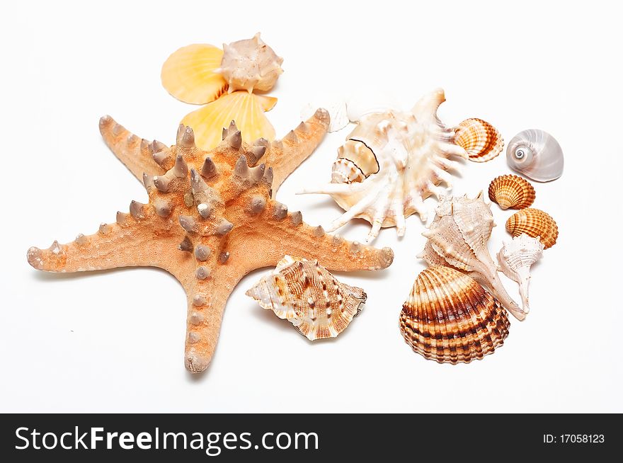 Group of Beautiful sea shell.