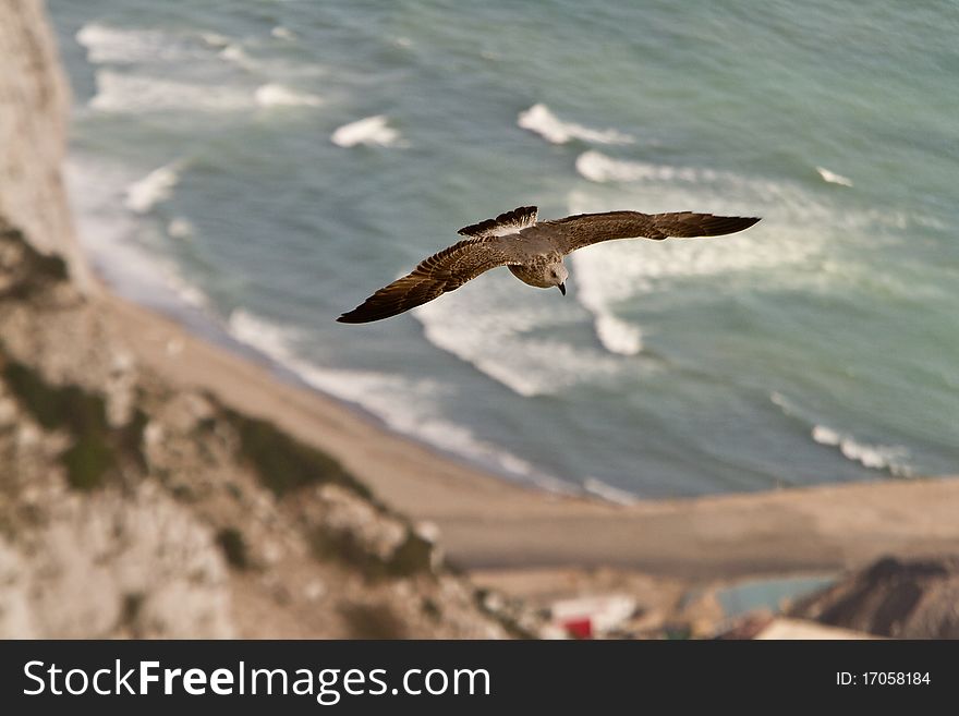 Sea gull flying above ocean