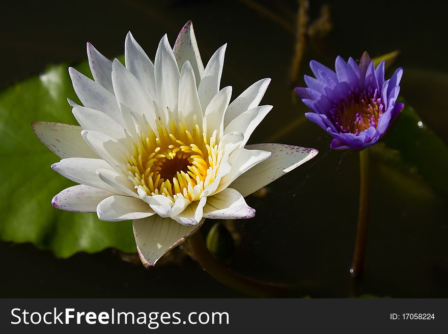 White and violet waterlily in the pond. White and violet waterlily in the pond