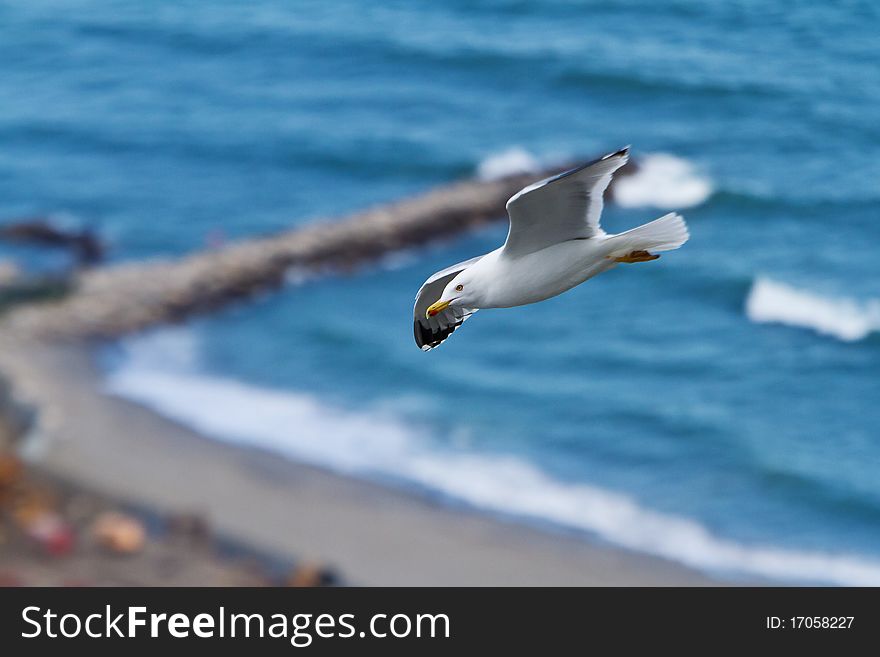 Sea gull above surf