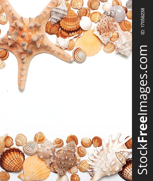 Beautiful seashells on white background. Beautiful seashells on white background