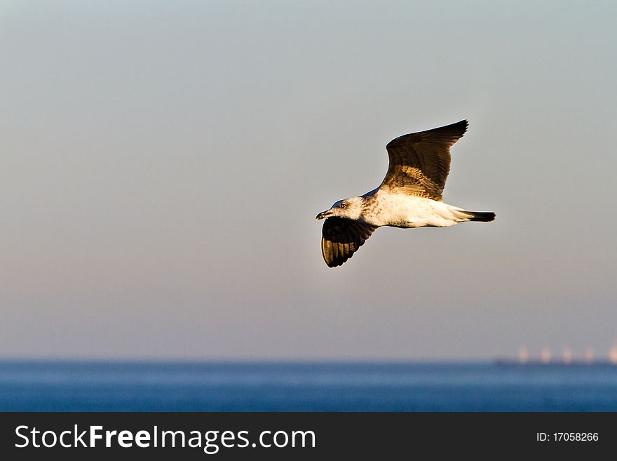 Sea gull flying above sea