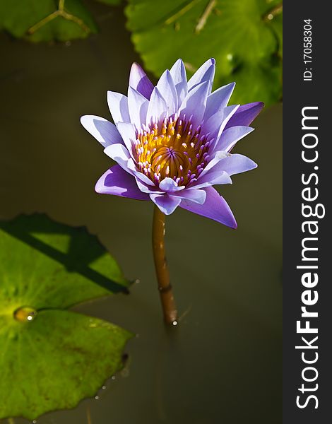 Violet waterlily in sunlight with its leaf