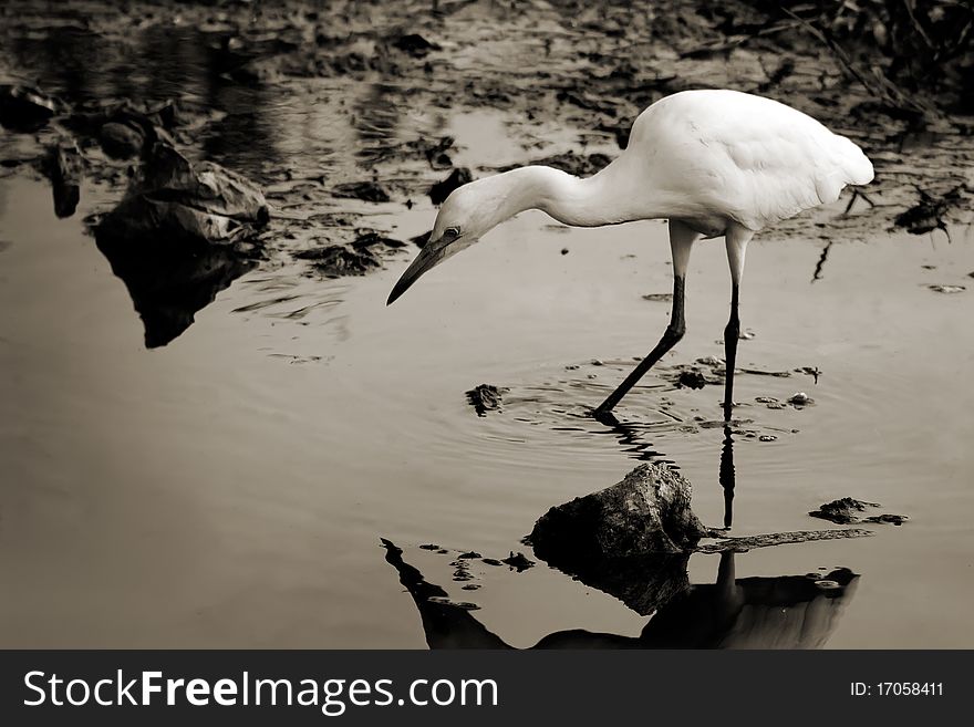 White Egret Overlooking Water