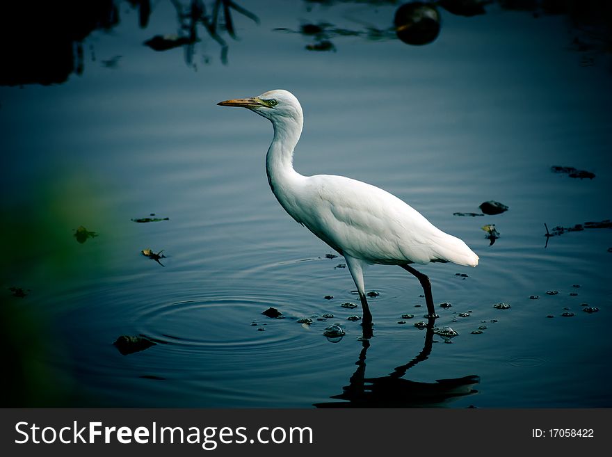White egret perched on a log overlooking the water. White egret perched on a log overlooking the water