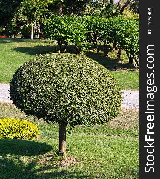 The round shape tree decorated in public park. The round shape tree decorated in public park