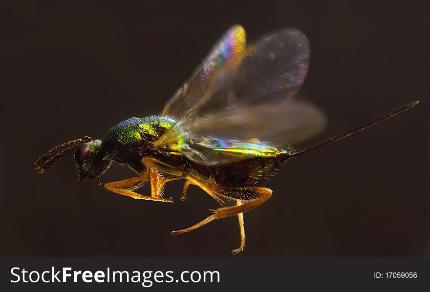 Extreme close-up image of insect in flight. Extreme close-up image of insect in flight