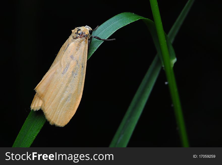 Eilema sororcula brown moth sitting on green grass
