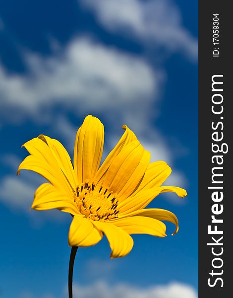 Small Sunflower Against Blue Sky