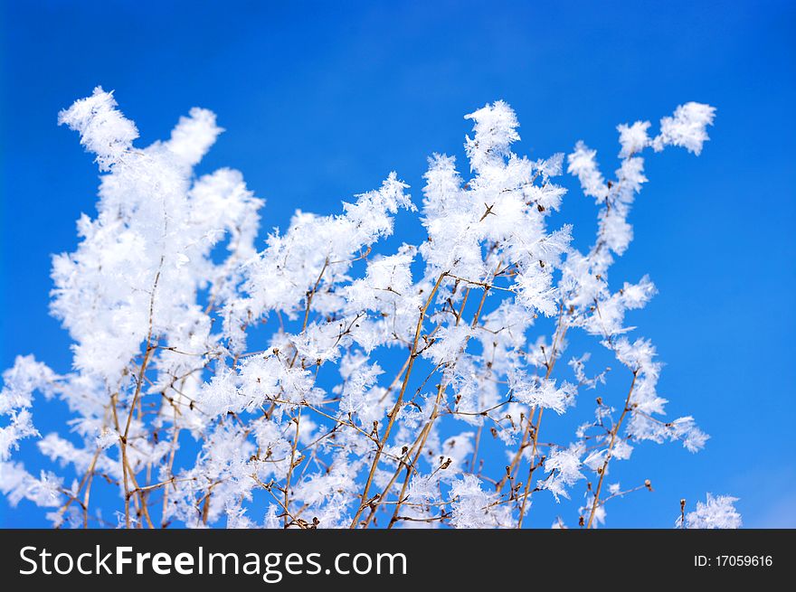 Hoarfrost On Branches