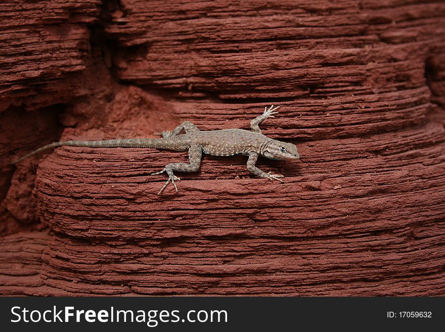 Lizard on Desert Red Rock