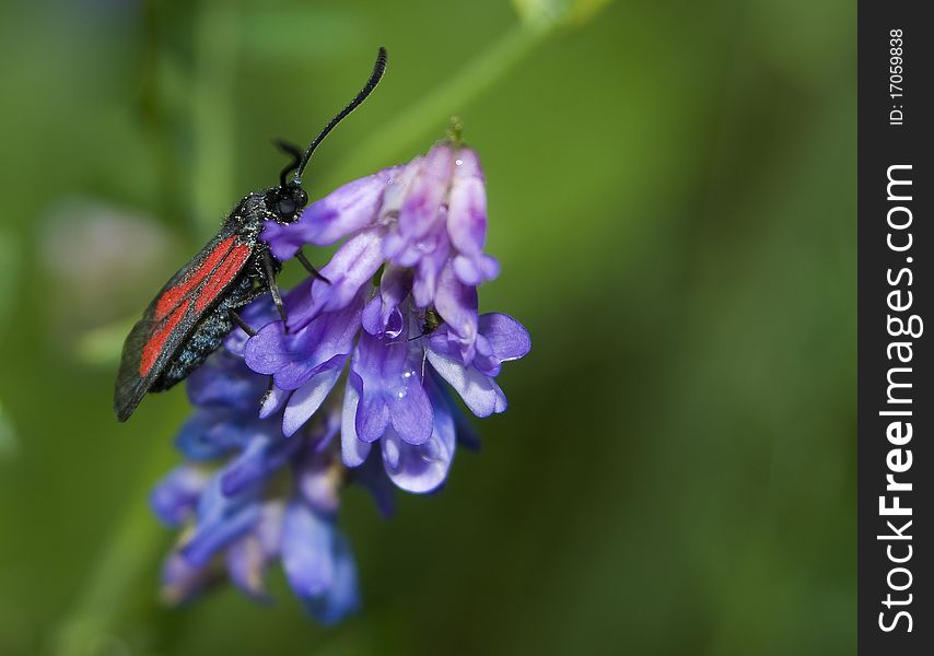 Zygaena purpuralis beautiful red and black moth on a purple flower