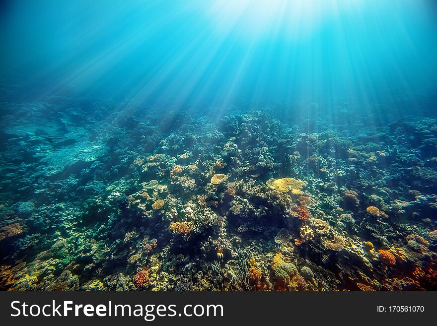 A underwater coral reef on the red sea