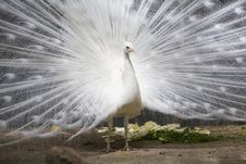 White Peacock With Open Tail Stock Images
