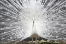 White Peacock With Open Tail Stock Photo White Peacock With Open Tail Stock Photo