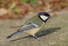 Great Tit (Parus Major) Royalty Free Stock Photo