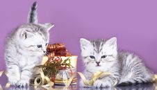 British Kitten Stock Images