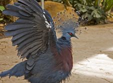 Victoria Crowned Pigeon Royalty Free Stock Photos Victoria Crowned Pigeon Royalty Free Stock Photos