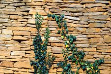 Old Stone Wall Texture With Some Ivy Stock Photo Old Stone Wall Texture With Some Ivy Stock Photo