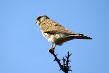 Falcon Stock Photo Falcon Stock Photo