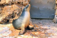 Australian Sea Lion - Neophoca Cinerea Stock Images