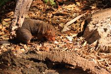 Dwarf Mongoose Eating A White Mouse Royalty Free Stock Image