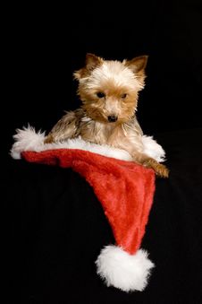 Christmas Dog Stock Image Christmas Dog Stock Image