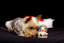 Christmas Yorkshire Dog Stock Photography Christmas Yorkshire Dog Stock Photography