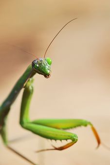 Praying Mantis Stock Images Praying Mantis Stock Images