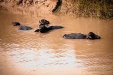 Buffalo In Water Royalty Free Stock Images